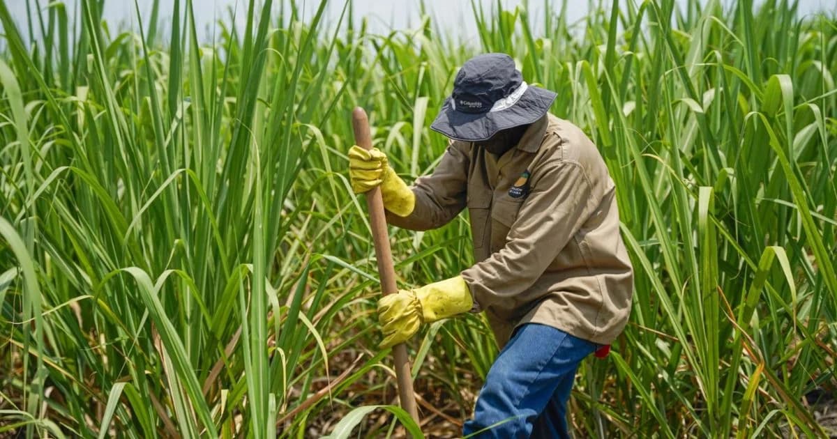 Trabajador realiza labores en un cultivo de caña de azúcar