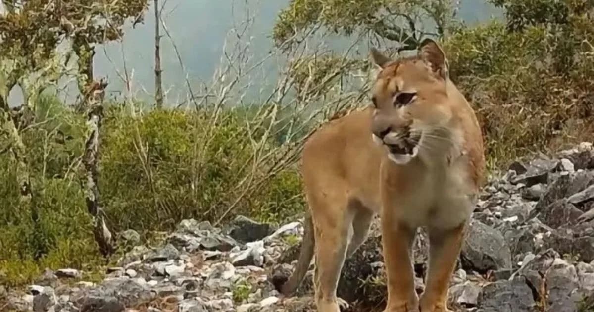 Puma de pelaje café de pie entre rocas y vegetación en una imagen de cámara trampa.